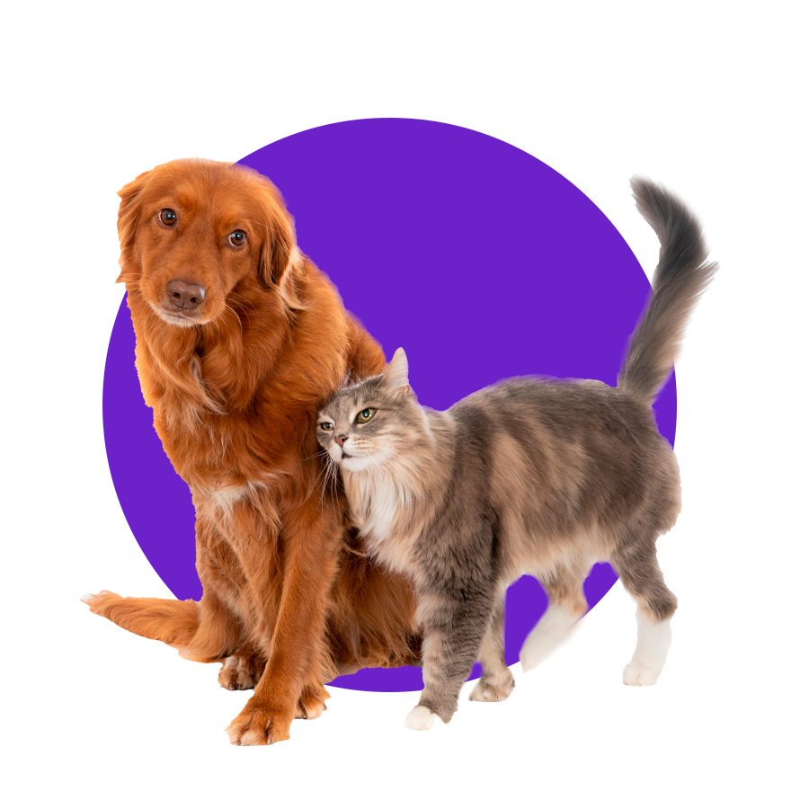 Pets